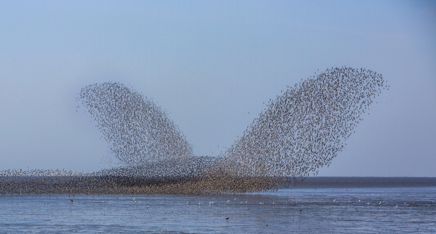 辽宁丹东鸭绿江口候鸟栖息地(柳明玉 摄).png